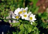 Anemonastrum fasciculatum. Цветки и присоцветный лист. Адыгея, Фишт-Оштеновский массив, гора Оштен, ≈ 2200 м н.у.м., субальпийский луг. 06.07.2017.