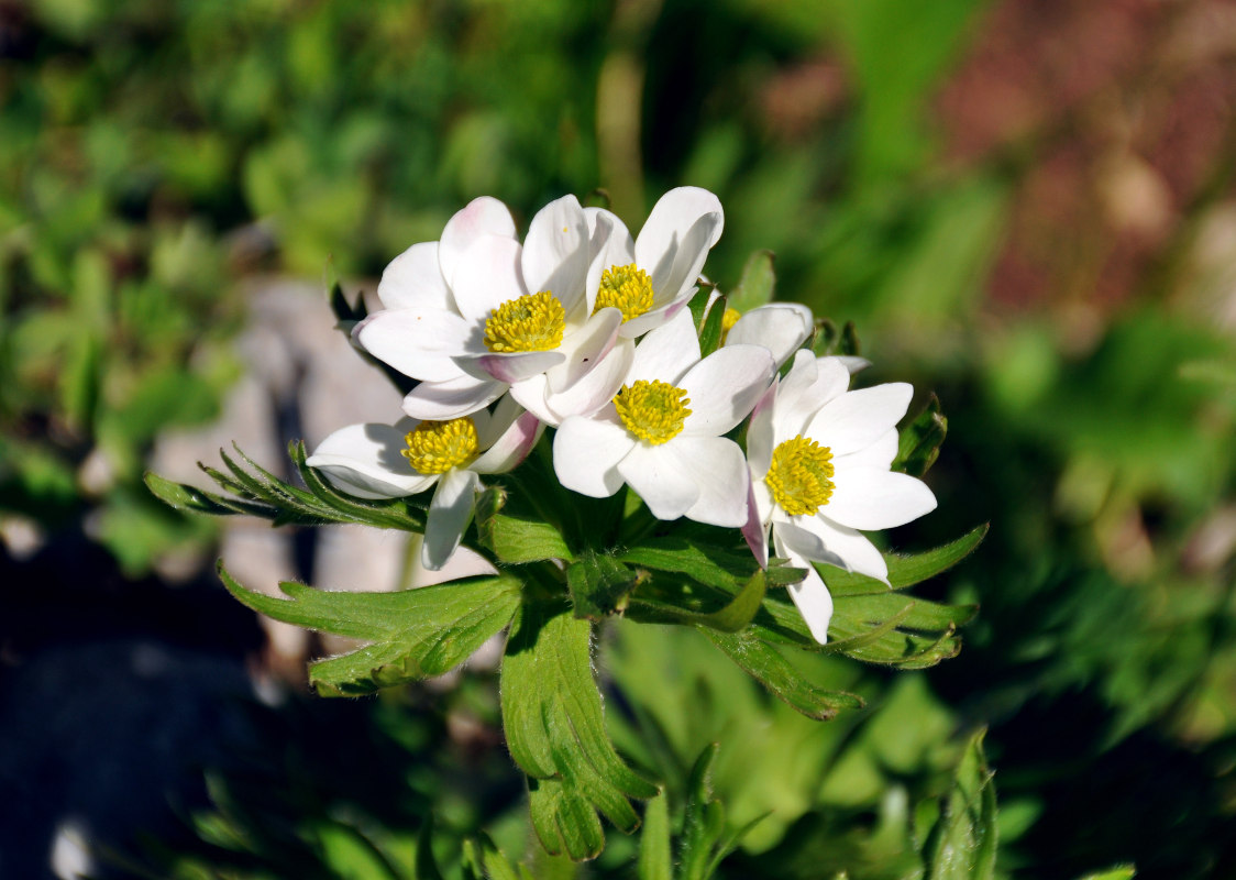 Image of Anemonastrum fasciculatum specimen.