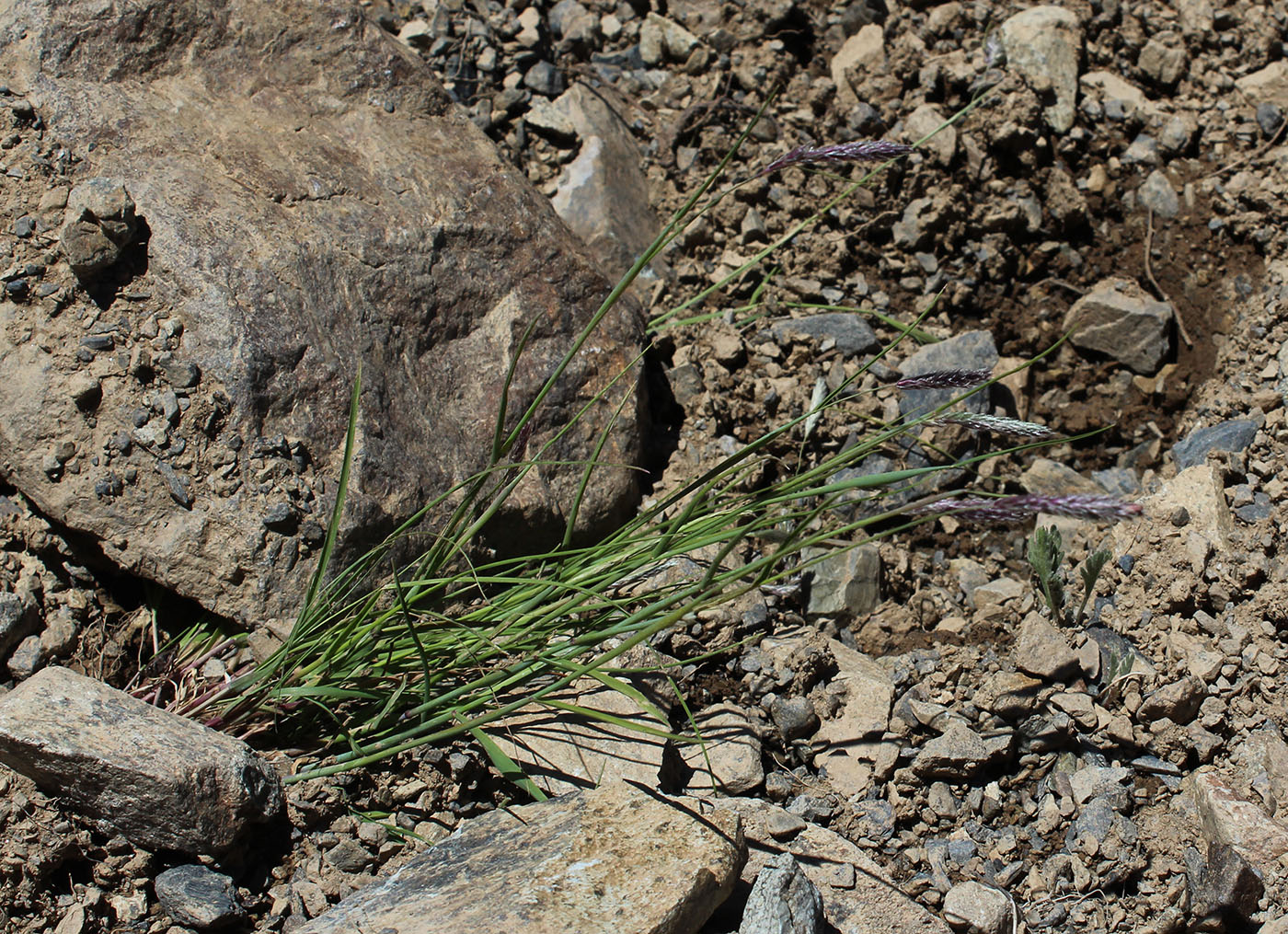 Image of Alopecurus ponticus specimen.