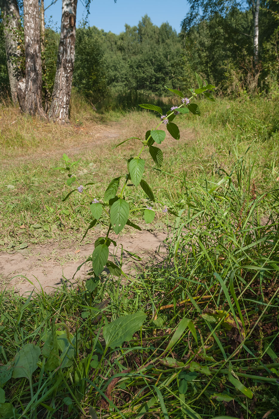 Image of Mentha arvensis specimen.