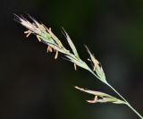 Festuca mollissima