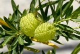 Gomphocarpus physocarpus. Часть побега с плодами. Греция, о-в Крит, ном Ханья (Νομός Χανίων), дим Киссамос (Κίσσαμος), обочина деревенской улицы. 20 июня 2017 г.