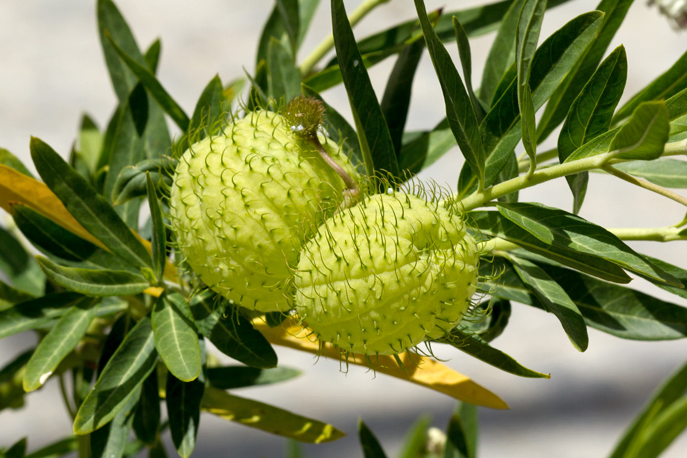 Image of Gomphocarpus physocarpus specimen.