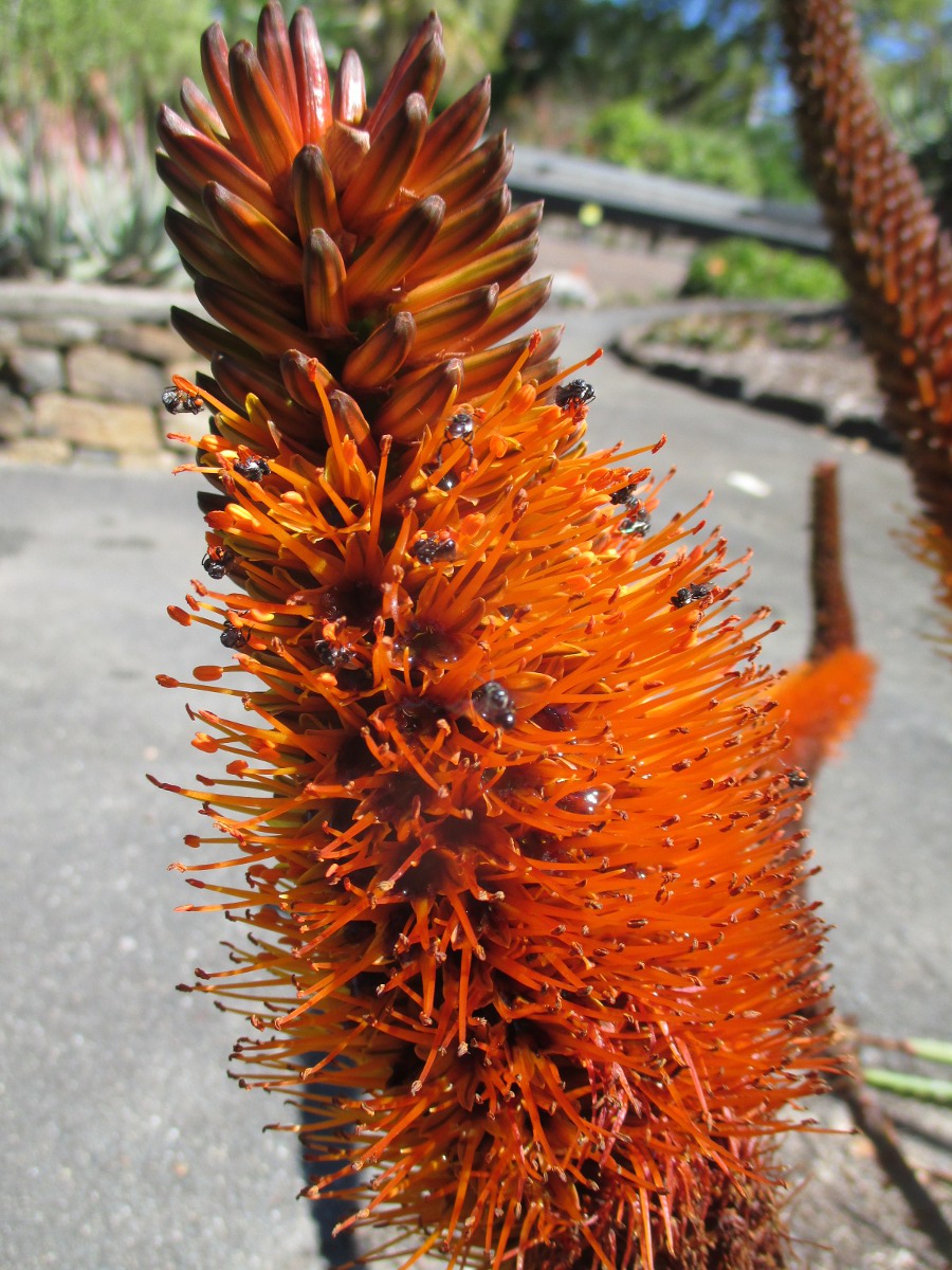 Image of Aloe vryheidensis specimen.