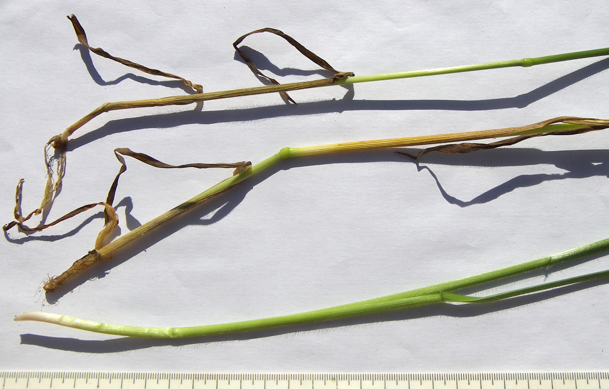 Image of Helictotrichon pubescens specimen.