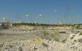 Diplotaxis tenuifolia. Цветущее и плодоносящее растение. Украина, г. Луганск, меловой карьер, на плотном меловом субстрате. 14.09.2017.