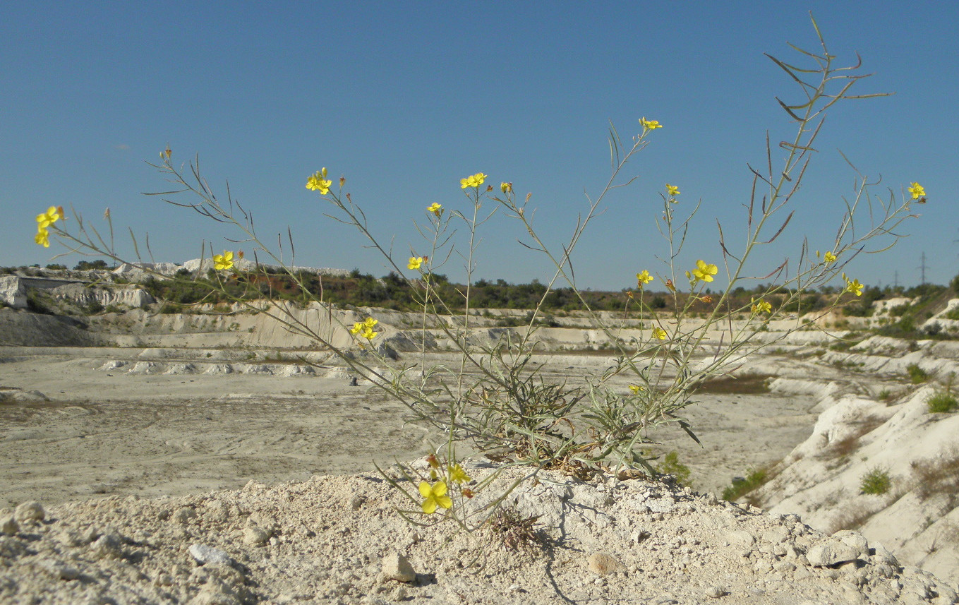 Image of Diplotaxis tenuifolia specimen.