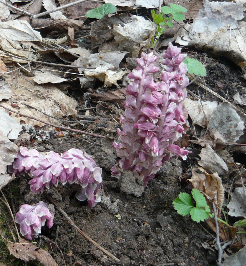 Image of Lathraea squamaria specimen.