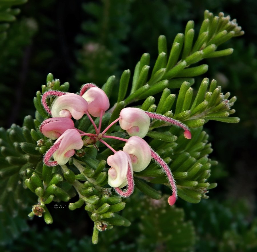 Image of Grevillea lanigera specimen.