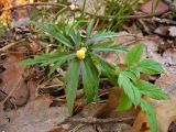 Anemone ranunculoides. Зацветающее растение. Чувашия, окрестности г. Шумерля, пойма р. Паланка. 6 апреля 2008 г.