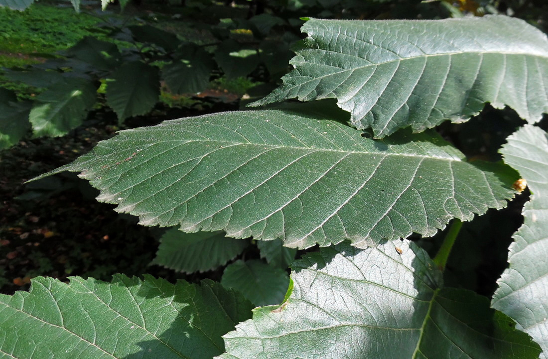 Изображение особи Ulmus glabra.