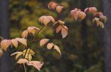 Rubus idaeus