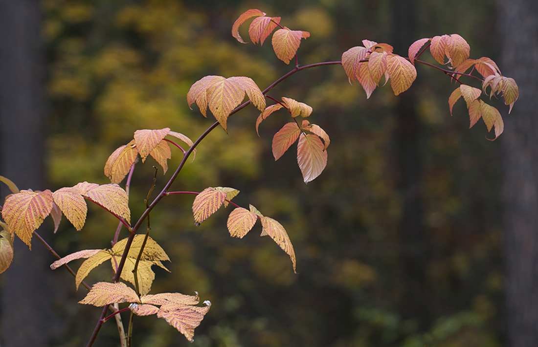 Изображение особи Rubus idaeus.