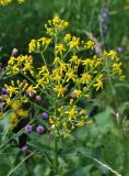 Senecio schwetzowii