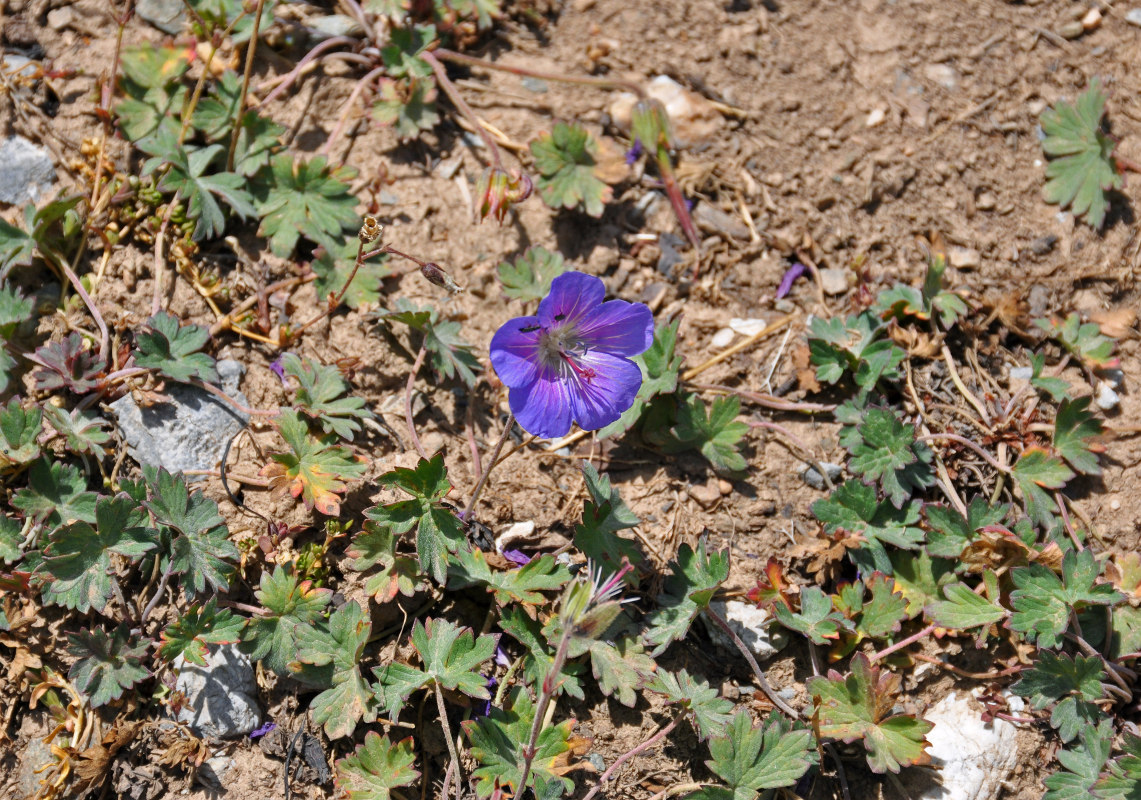 Изображение особи Geranium regelii.