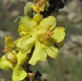 Verbascum lychnitis. Цветок. Кабардино-Балкария, Эльбрусский р-н, окр. с. Нейтрино, ок. 1750 м н.у.м., каменистый луг. 26.08.2017.