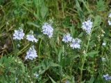 Veronica prostrata