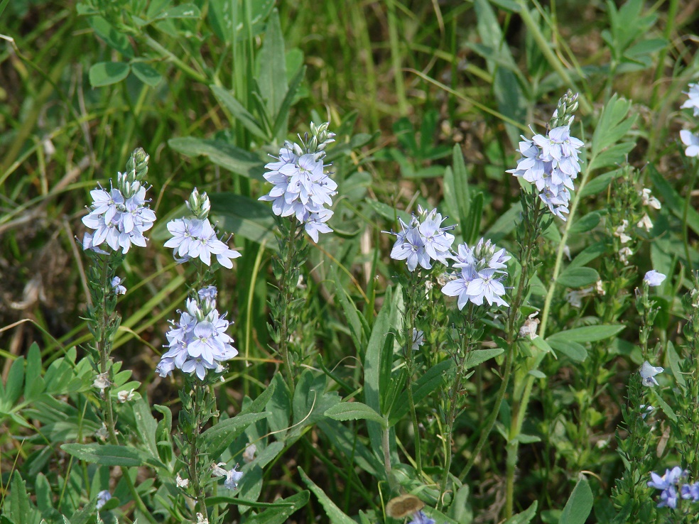 Изображение особи Veronica prostrata.