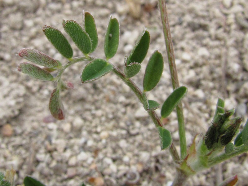 Image of Astragalus hamosus specimen.