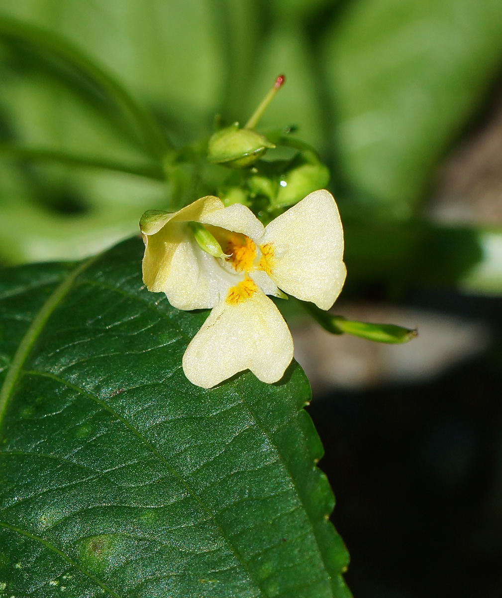 Image of Impatiens parviflora specimen.