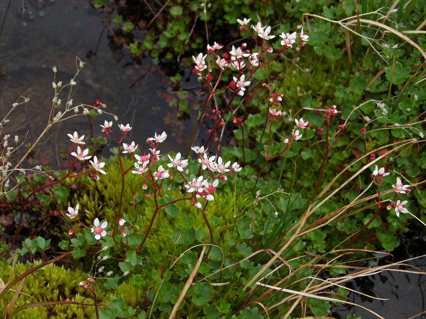 Изображение особи Micranthes nudicaulis.