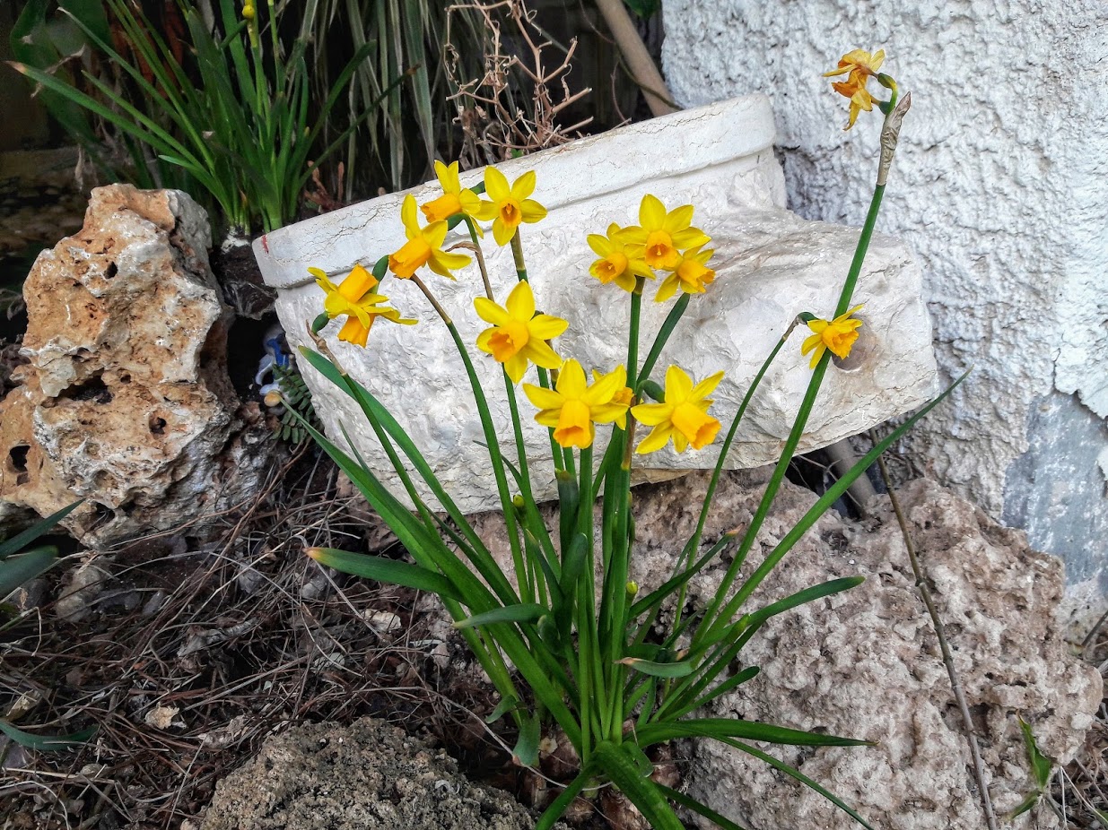 Image of genus Narcissus specimen.