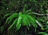 Woodsia caucasica. Взрослое растение. Адыгея, окр. пос. Каменномостский, долина р. Руфабго, буковый лес на берегу реки, на замшелой скале. 03.07.2017.