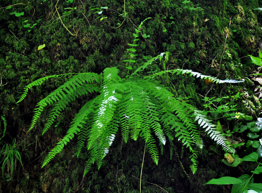Image of Woodsia caucasica specimen.
