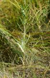 Hieracium umbellatum. Нижняя часть цветущего растения. Восточный Казахстан, г. Усть-Каменогорск, правый берег р. Иртыш, высыхающая часть заболоченного луга. 26.07.2017.
