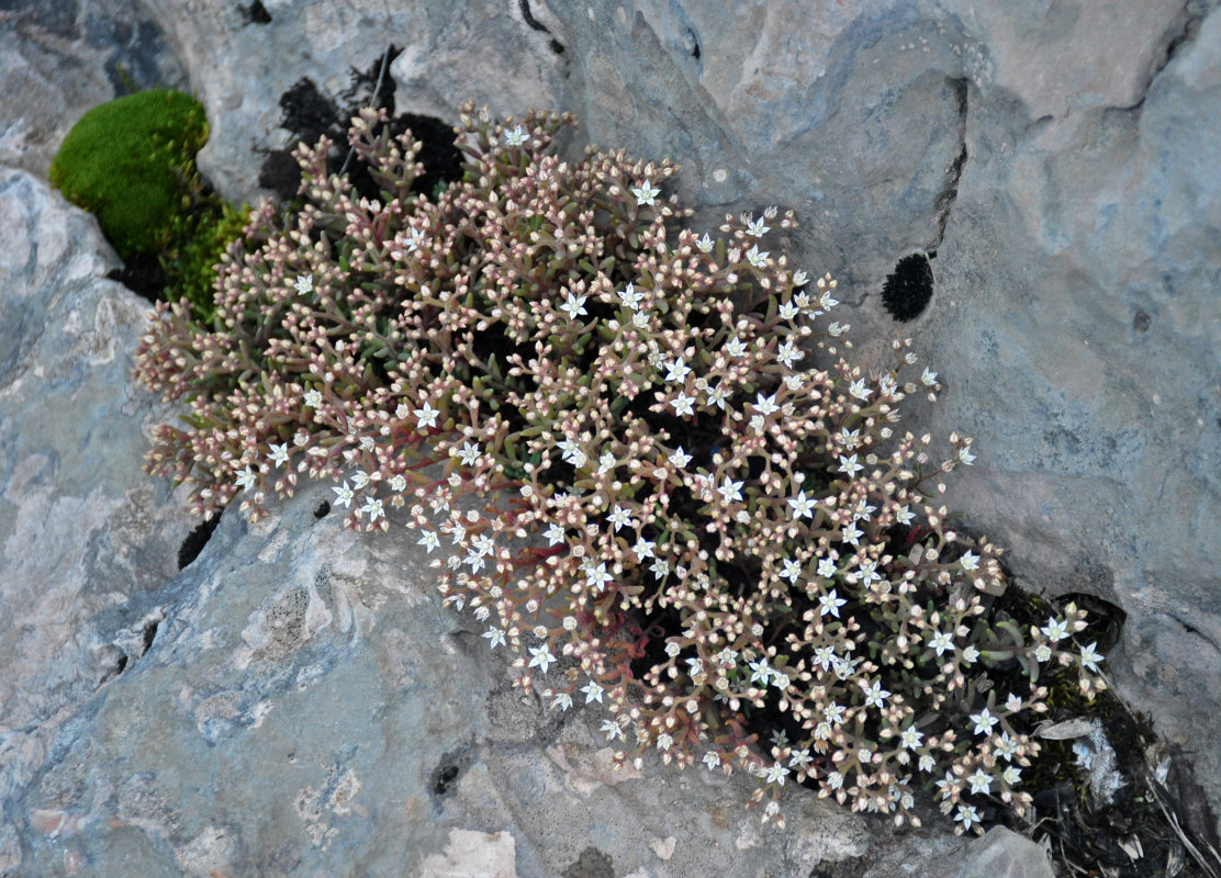 Изображение особи Sedum pallidum.