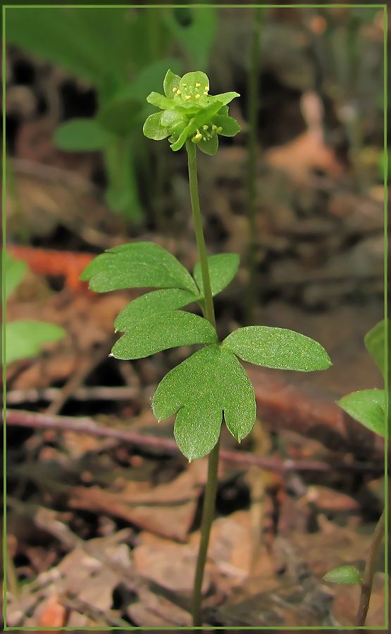 Image of Adoxa moschatellina specimen.