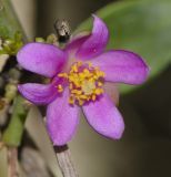 genus Pereskia