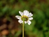 Tripleurospermum caucasicum. Соцветие (вид со стороны обертки). Абхазия, Рицинский реликтовый национальный парк, гора Агура, урочище Каменная Поляна, ≈ 2300 м н.у.м., осыпающийся участок склона. 14.07.2017.