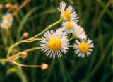 род Erigeron