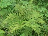 Athyrium sinense