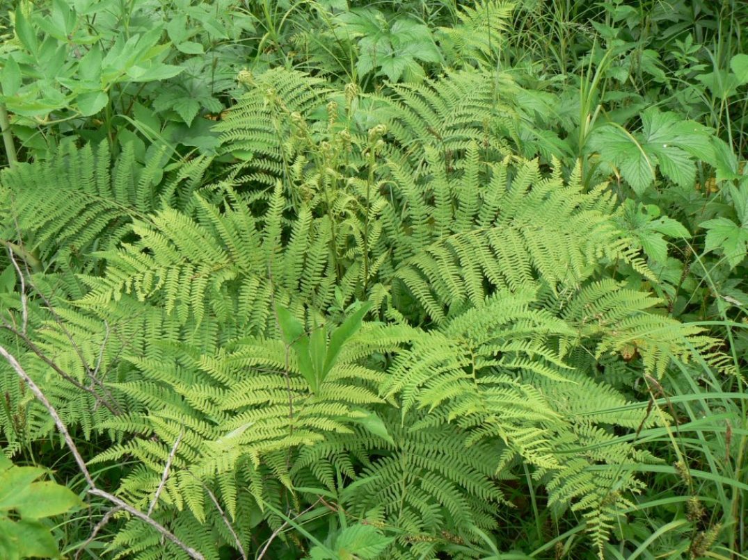 Изображение особи Athyrium sinense.