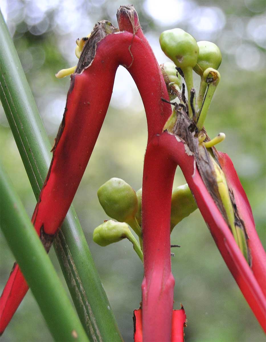 Image of Heliconia aemygdiana specimen.