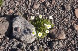 Anthemis iberica. Цветущее растение. Кабардино-Балкария, Эльбрусский р-н, южный склон г. Эльбрус, правая морена ледн. Гарабаши, выс. ок. 3650 м н.у.м. Август 2009 г.