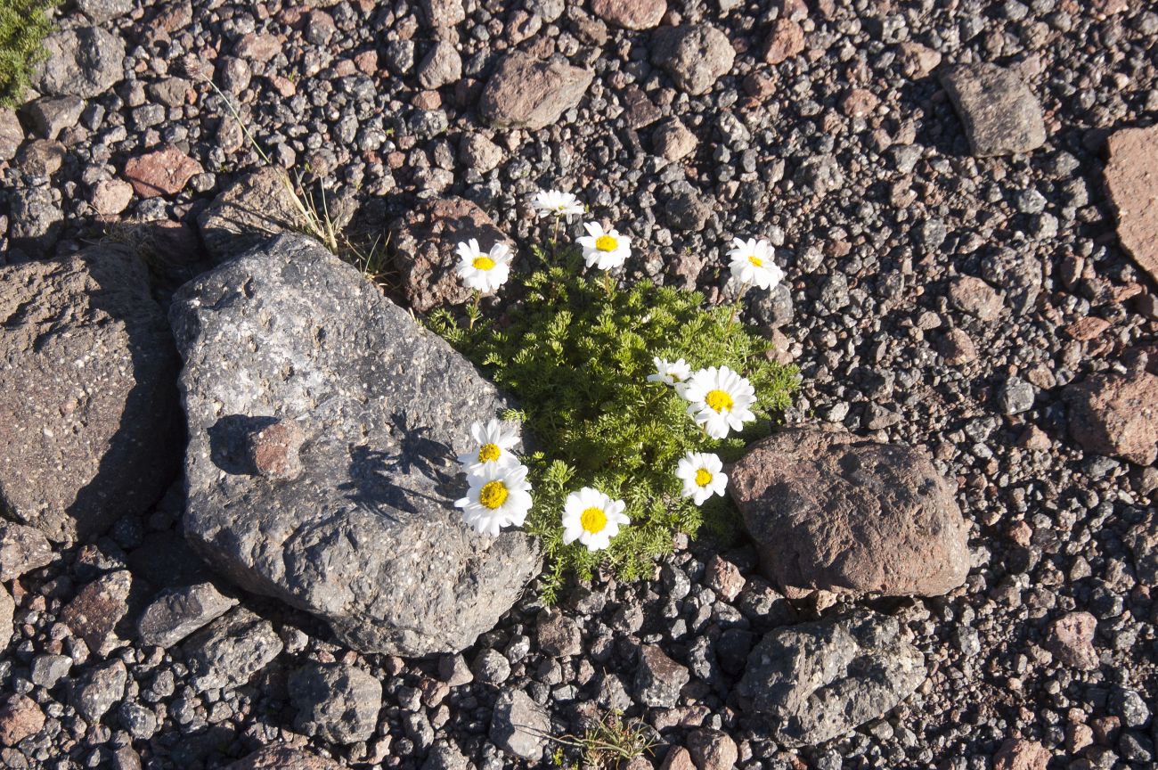 Изображение особи Anthemis iberica.