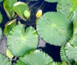 Nymphaea lotus var. pubescens