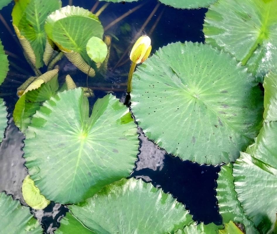 Image of Nymphaea lotus var. pubescens specimen.