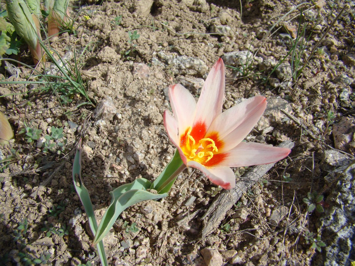 Image of Tulipa kaufmanniana specimen.