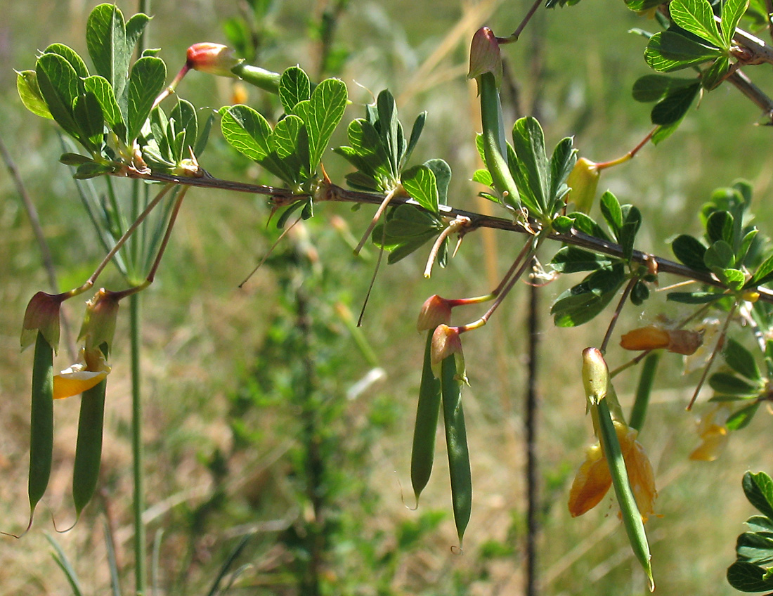 Image of Caragana frutex specimen.