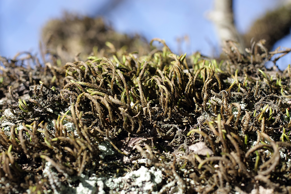 Изображение особи отдел Bryophyta.