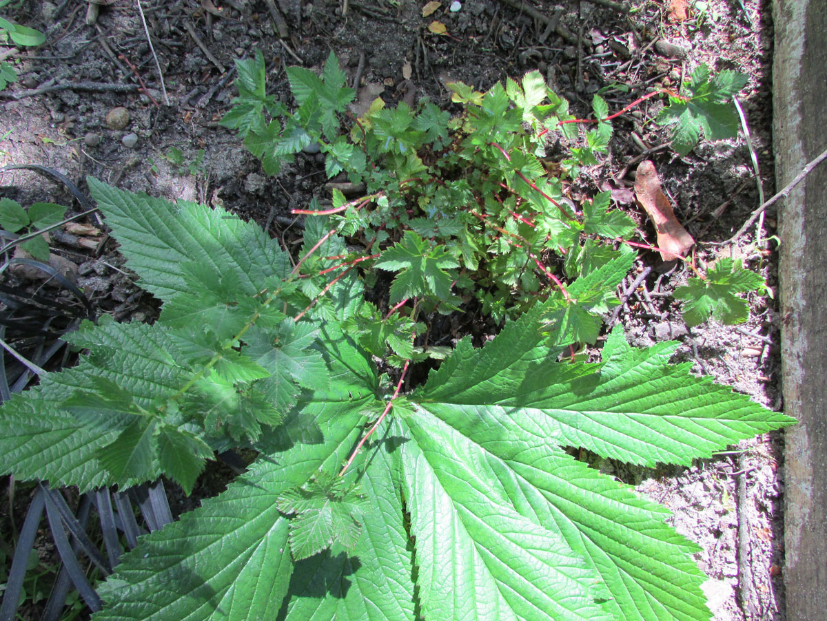 Изображение особи Filipendula palmata.