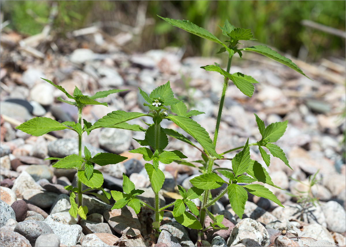 Изображение особи Galeopsis bifida.