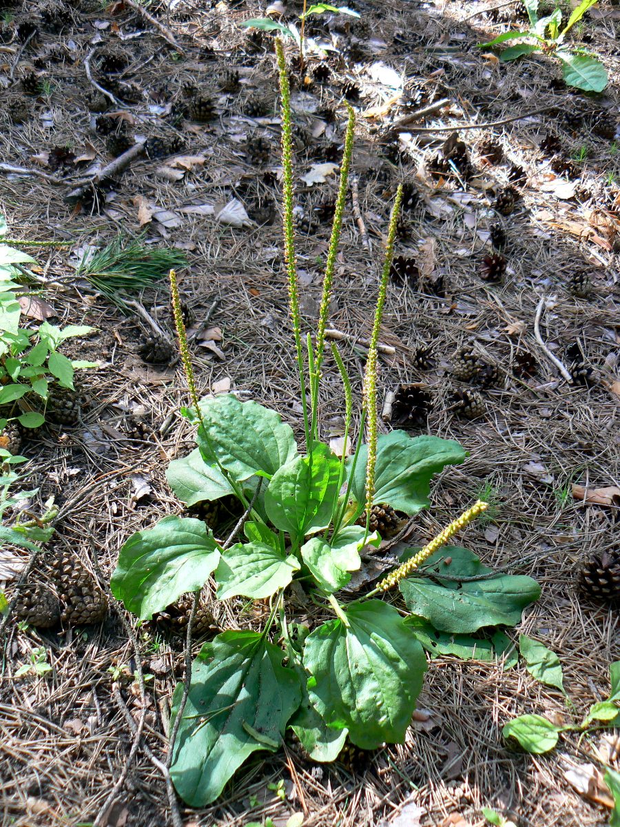 Изображение особи Plantago major.