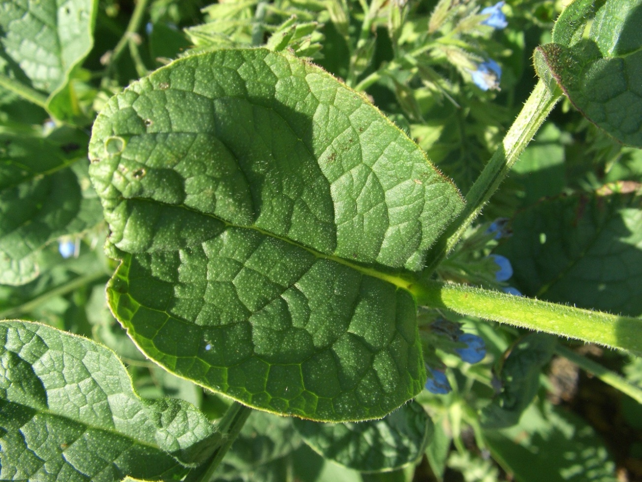 Image of Symphytum caucasicum specimen.