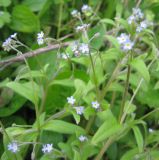 Myosotis sparsiflora