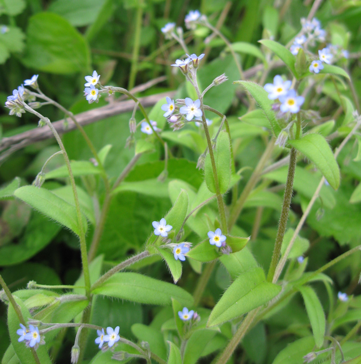 Изображение особи Myosotis sparsiflora.